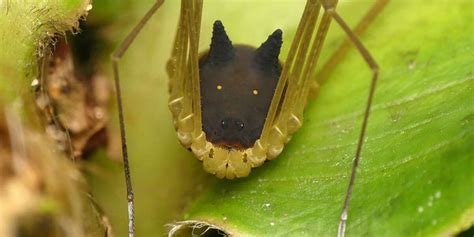 This Spider That Looks Like A Dog Is Freaking People。